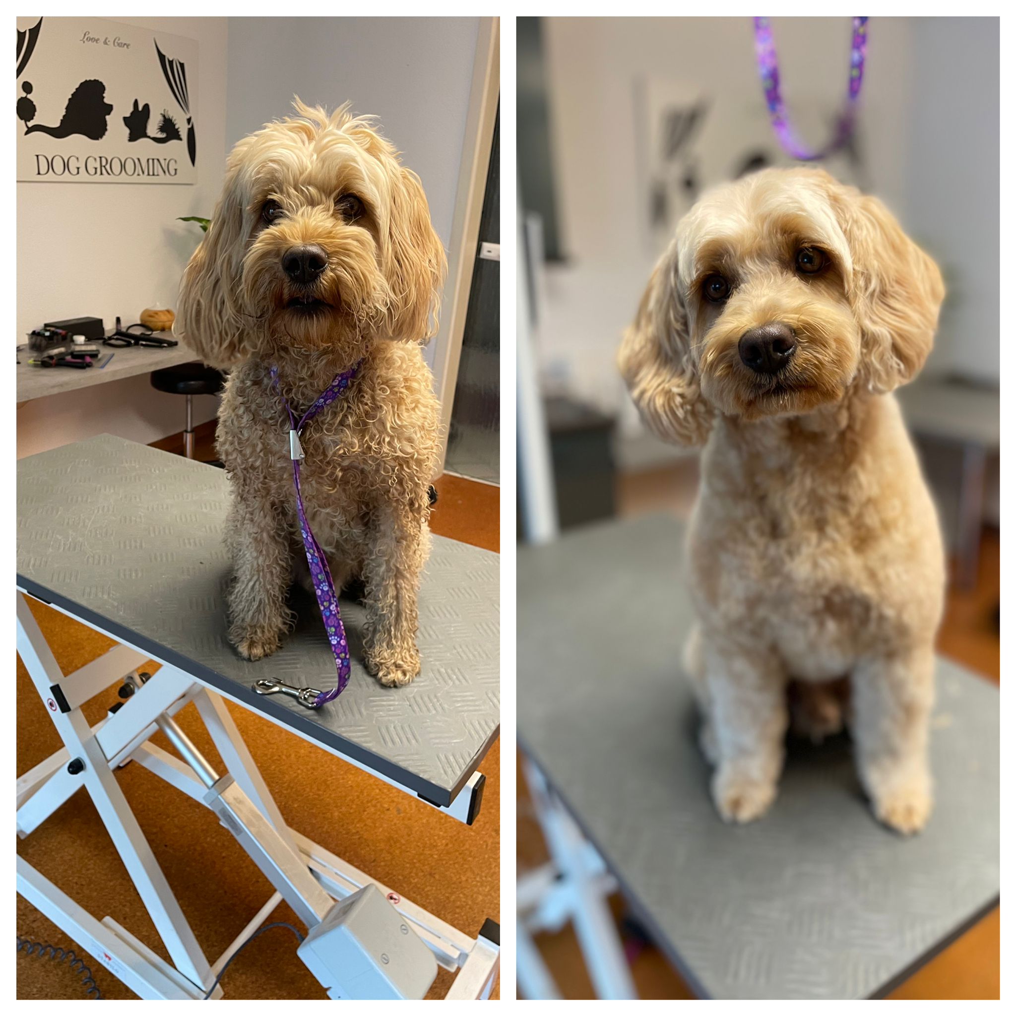 Hundesalon Fellfreundin hundesalon-fellfreundin startseite 7 1658601026.
