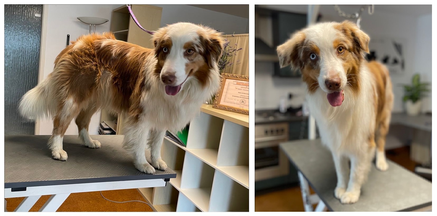 Hundesalon Fellfreundin hundesalon-fellfreundin startseite 7 1658601970
