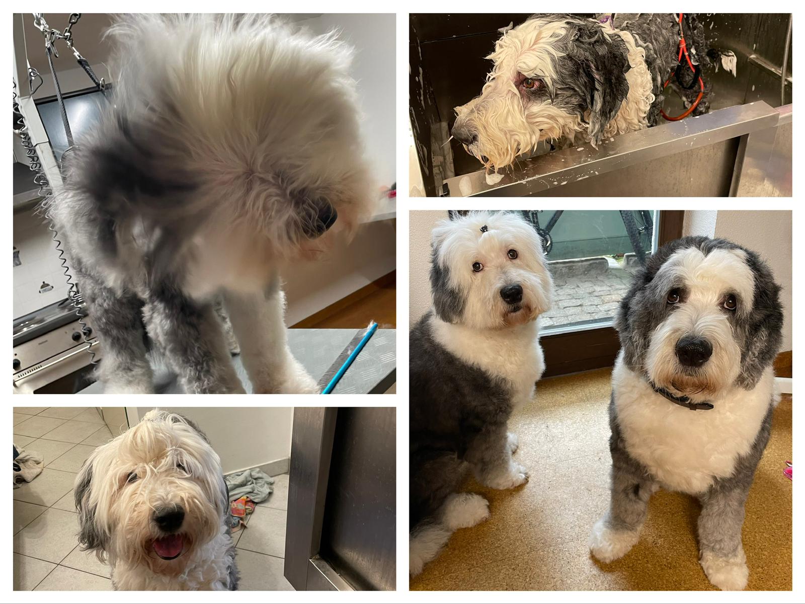 Hundesalon Fellfreundin hundesalon-fellfreundin startseite 7 1752741196.