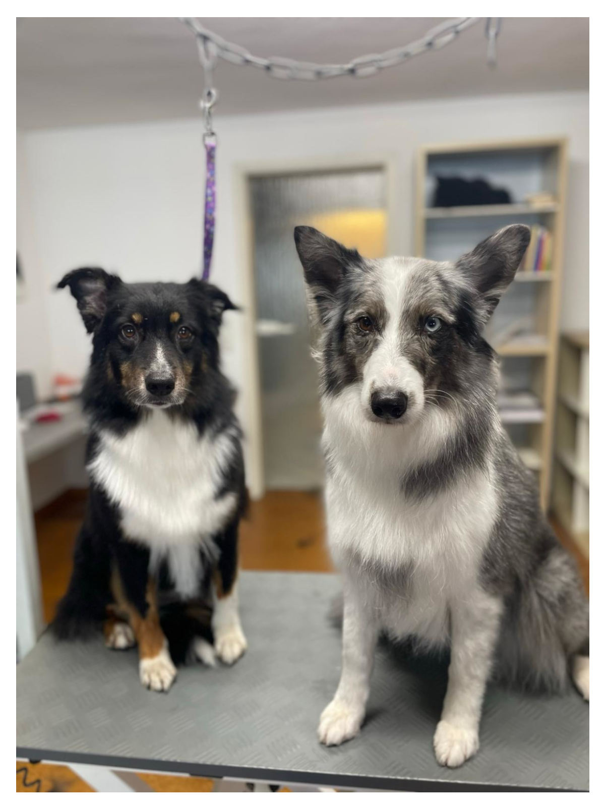 Hundesalon Fellfreundin hundesalon-fellfreundin startseite 7 1752741834