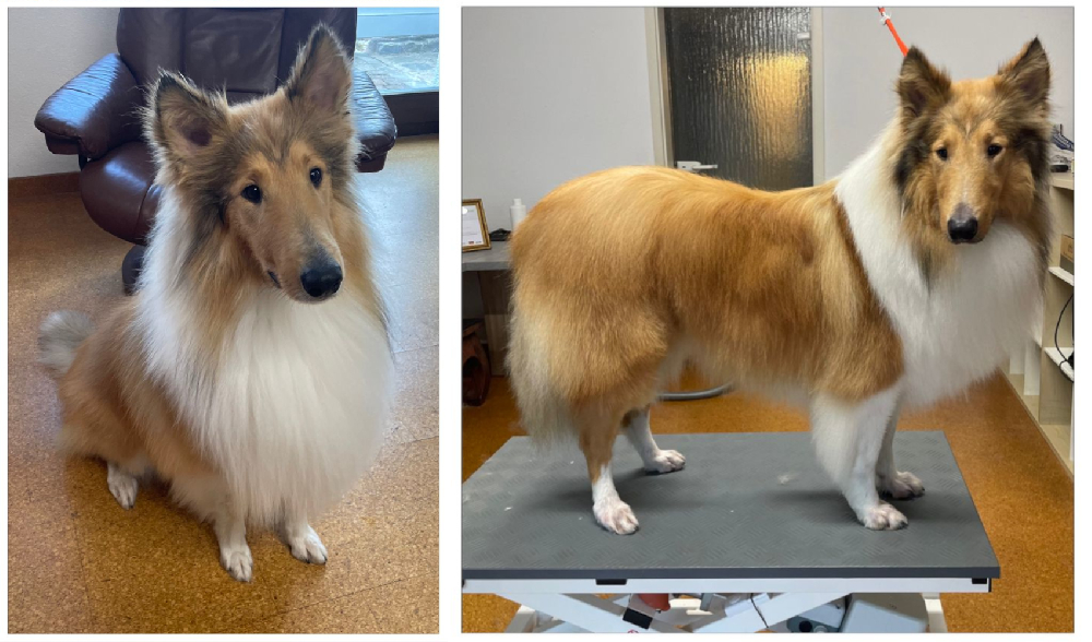 Hundesalon Fellfreundin hundesalon-fellfreundin startseite 7 1752781123